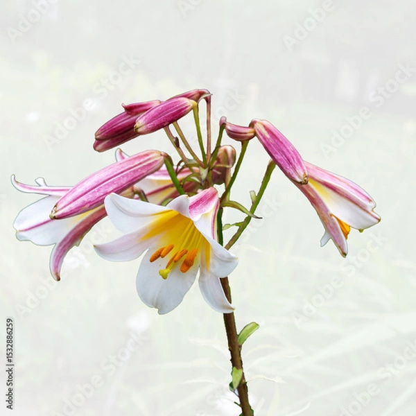 Obraz Royal lily
