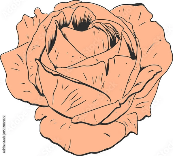 Fototapeta Rose is floating in flat peach tone on transparent background, petals, dark lines, copy space