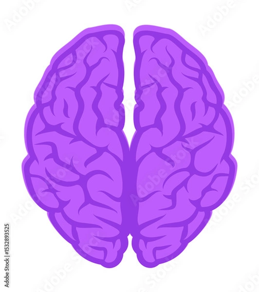 Fototapeta Stylized purple brain is showing detailed gyri and sulci in top-down view, transparent background