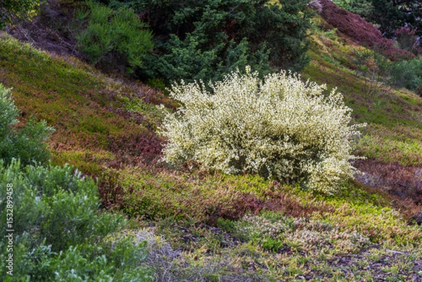 Obraz Shrubs