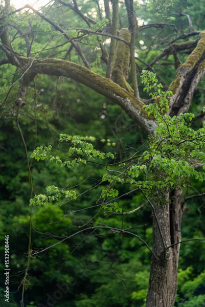 Fototapeta Close-up of a moss-covered tree with fresh green leaves in a lush forest, natural woodland background with soft sunlight and rich greenery.