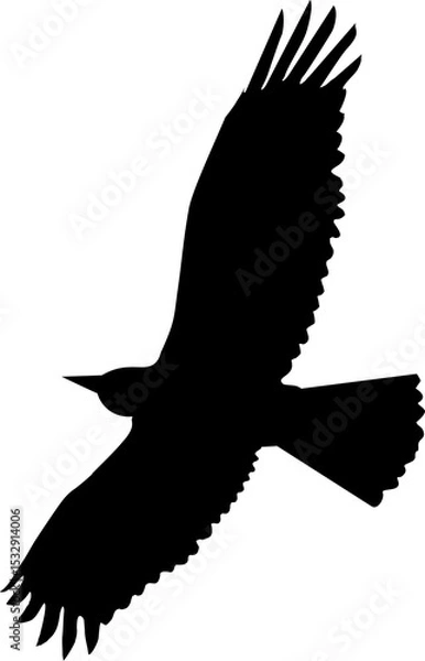 Obraz Flat design bird silhouette is soaring on transparent backdrop, showing extended wings, fanned tail