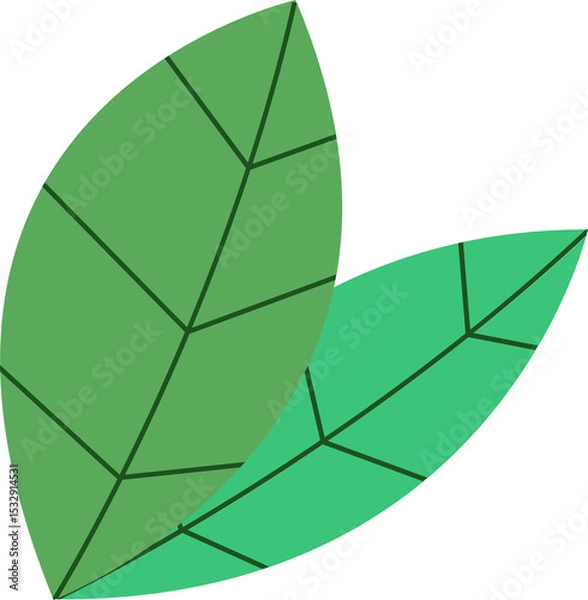 Obraz Two flat-design leaves are overlapping on transparent background with geometric veins, copy space