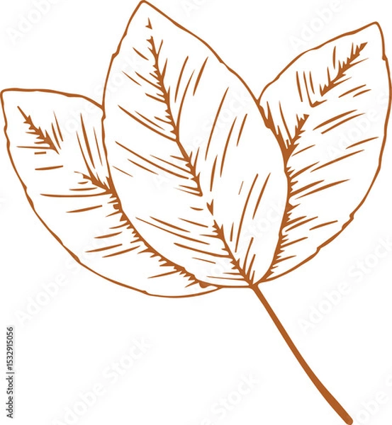Obraz Flat art showing three overlapping leaves with orange outlines, hatching on transparent backdrop