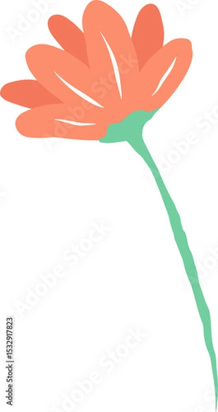 Fototapeta Hand-drawn flower is showing coral-orange petals fanning from green calyx on transparent background