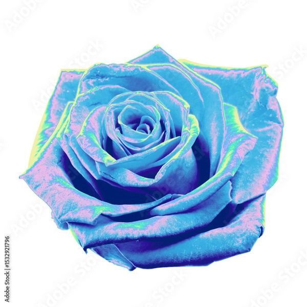 Fototapeta Stylized blue and violet rose is glowing with neon highlights against transparent background