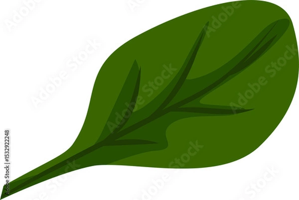 Obraz Stylized green leaf is being shown in flat design with veins and wavy edges, transparent background