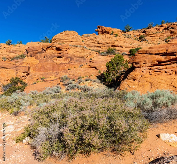 Fototapeta Petrified Sand Dunes on The Wire Pass Trail, Vermillion Cliffs National Monument, Utah, USA