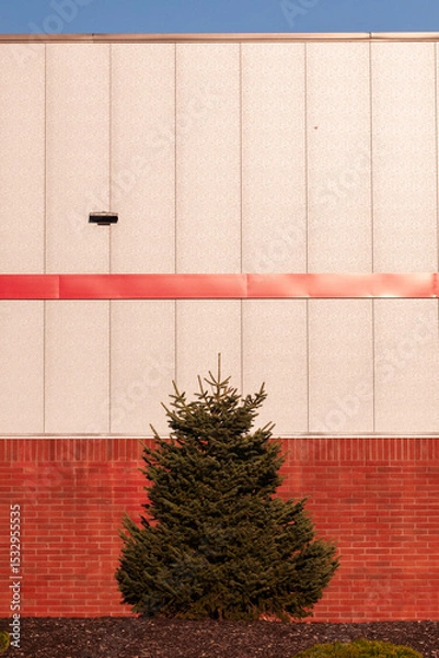 Obraz Tree against the wall