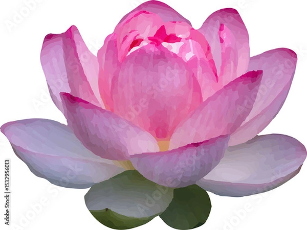 Obraz  lotus pink flower blooming vector4