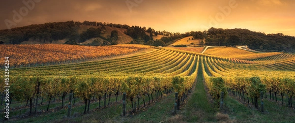 Obraz Golden Sunset Vines