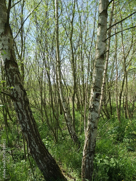 Fototapeta Vertical shot of densely grown tree trunks in the field