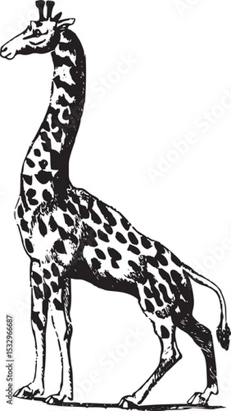 Fototapeta Monochrome Illustration of a Unique Giraffe