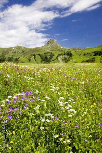 Obraz Alpen-Blumenwiese
