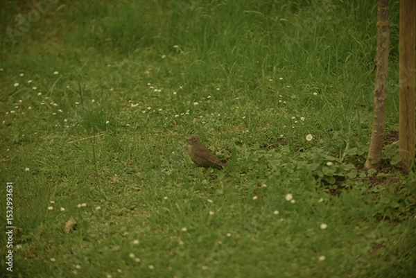 Fototapeta pheasant in the grass