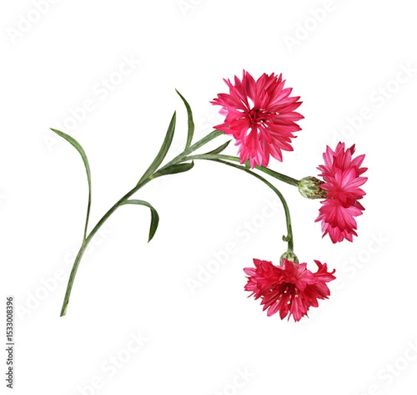Fototapeta Red knapweed flowers with curved stems in a floral arrangement isolated on white or transparent background