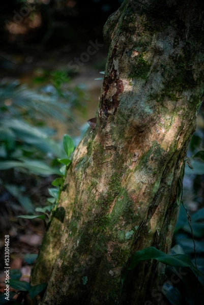 Obraz Rich natural textures in the lush tropical forest: rugged tree trunk, vibrant leaves, and warm sunlight in the Atlantic Forest