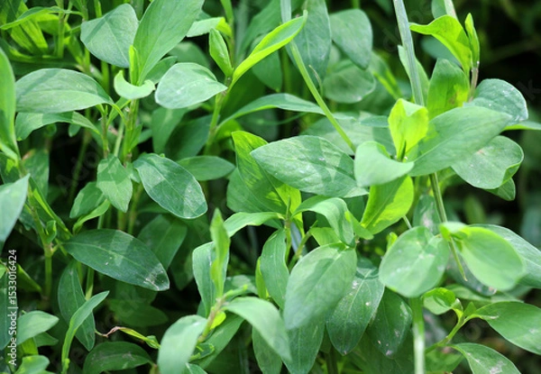 Fototapeta The grass Polygonum aviculare grows in nature