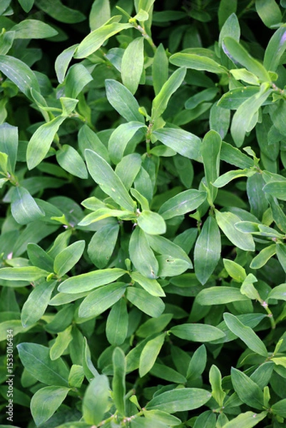 Fototapeta The grass Polygonum aviculare grows in nature