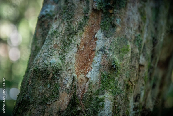 Obraz Rich natural textures in the lush tropical forest: rugged tree trunk, vibrant leaves, and warm sunlight in the Atlantic Forest