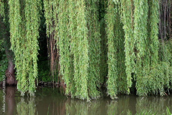 Fototapeta The weeping willow tree (Salix babylonica) adorns parks, squares, and ponds.