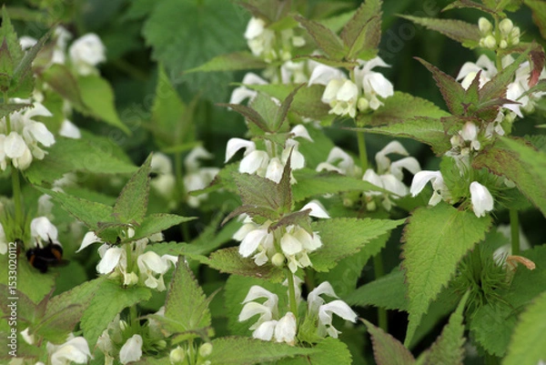 Fototapeta Bloom in nature the nettles are deaf (Lamium album)