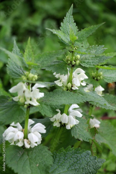 Fototapeta Bloom in nature the nettles are deaf (Lamium album)