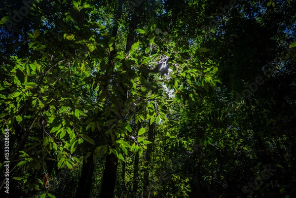 Obraz Delicate nature details: rough bark textures and vivid green foliage under golden sunlight in the pristine Brazilian forest