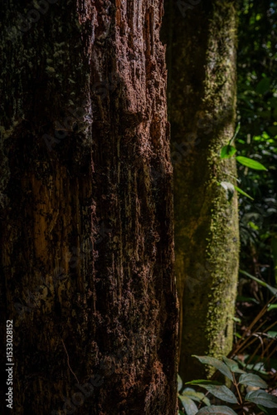 Obraz Delicate nature details: rough bark textures and vivid green foliage under golden sunlight in the pristine Brazilian forest