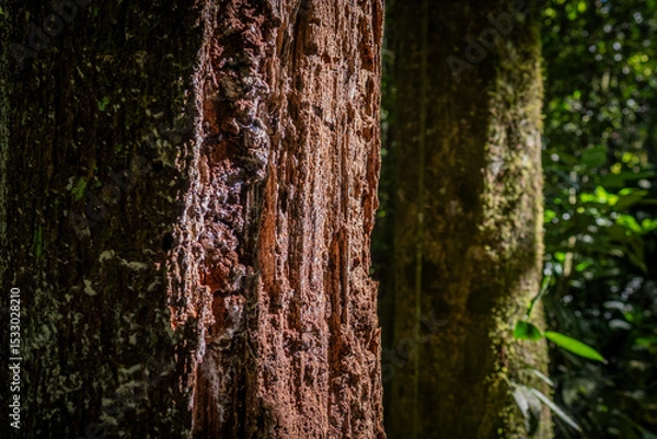 Obraz Delicate nature details: rough bark textures and vivid green foliage under golden sunlight in the pristine Brazilian forest