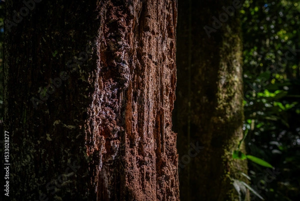 Obraz Organic beauty of the dense Atlantic Forest: textured tree bark, fresh green leaves, and soft filtered forest light