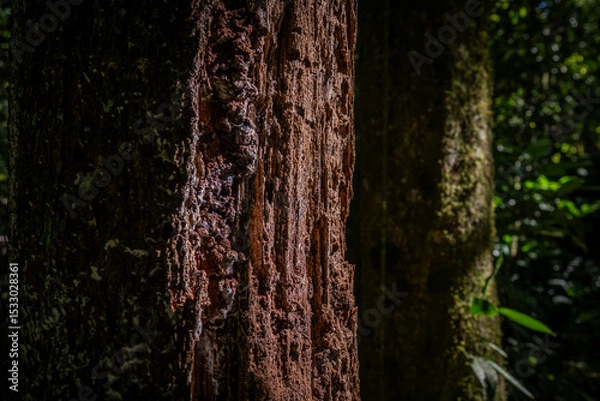 Obraz Organic beauty of the dense Atlantic Forest: textured tree bark, fresh green leaves, and soft filtered forest light
