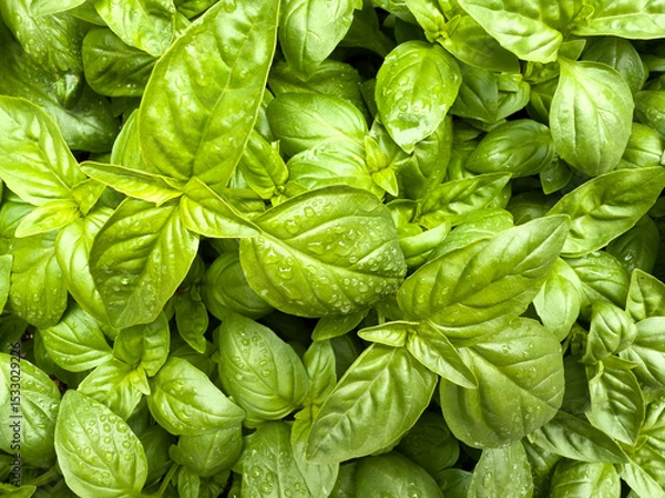 Fototapeta Filled frame of fresh Italian large leaf basil plants in late spring garden