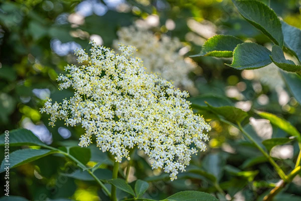 Obraz A delicate elderflower blossom on a bush, surrounded by green leaves and soft sunlight, creating a fresh spring atmosphere