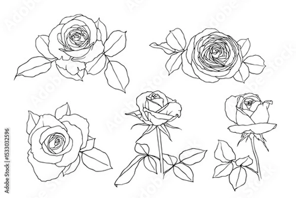 Fototapeta Set of linear sketches, rose flower outlines. Vector graphics.