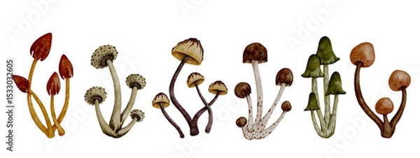 Fototapeta Collection of colorful forest mushrooms toadstools. Vector graphics.