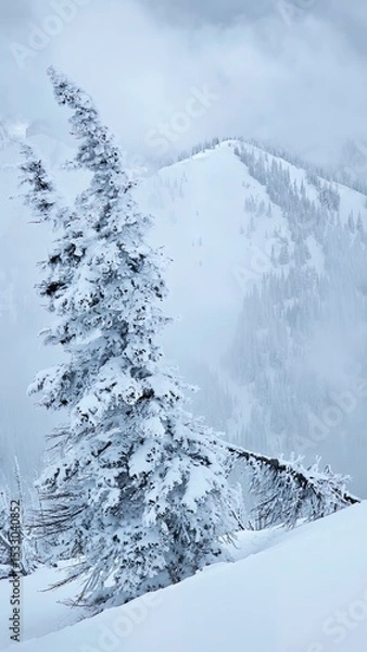 Obraz A snow covered tree stands tall against a backdrop of a snow covered mountain and cloudy sky view
