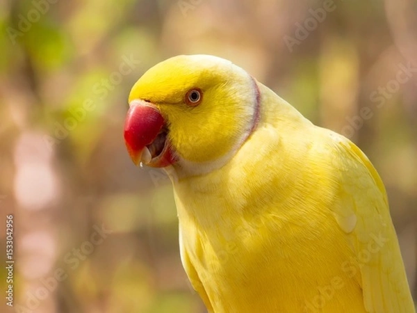 Obraz Yellow Ring-necked Parakeet, Psittacula krameri, sitting on a branch with the sky in the background. Wild birds.