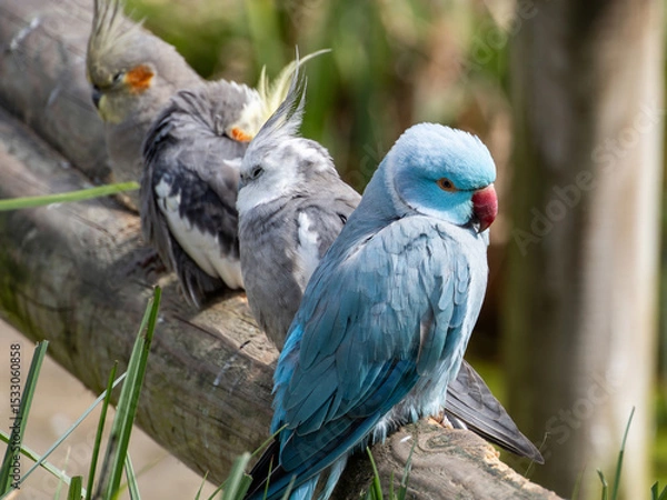 Obraz Blue Ring-necked Parakeet, Psittacula krameri, Vibrant Blue Indian Ringneck Parakeet on a Branch in Lush Greenery, Sitting on Thin Branch with Blurred Foliage