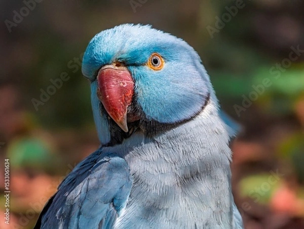 Obraz Blue Ring-necked Parakeet, Psittacula krameri, Vibrant Blue Indian Ringneck Parakeet on a Branch in Lush Greenery, Sitting on Thin Branch with Blurred Foliage