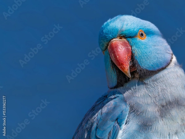 Obraz Blue Ring-necked Parakeet, Psittacula krameri, Vibrant Blue Indian Ringneck Parakeet on a Branch in Lush Greenery, Sitting on Thin Branch with Blurred Foliage