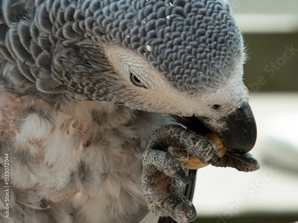 Obraz African gray parrot featuring intricate gray feather details and a striking profile against a soft, muted background.