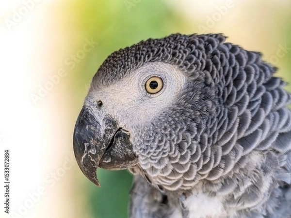 Obraz African gray parrot featuring intricate gray feather details and a striking profile against a soft, muted background.