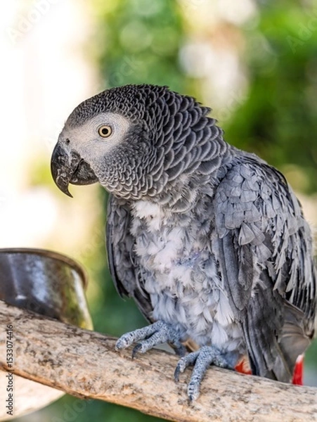 Obraz African gray parrot featuring intricate gray feather details and a striking profile against a soft, muted background.