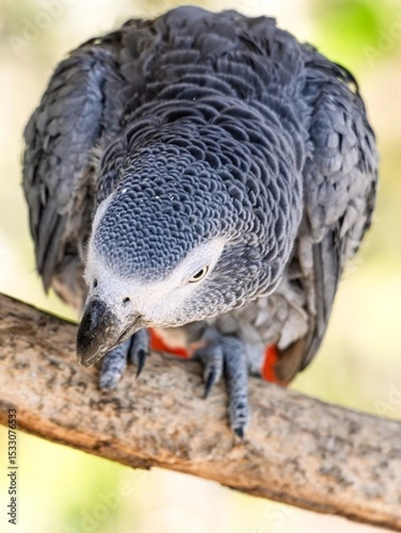 Obraz African gray parrot featuring intricate gray feather details and a striking profile against a soft, muted background.