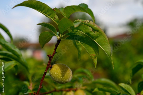 Obraz Ripening peaches on a tree branch