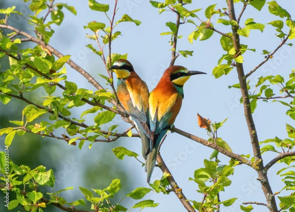 Fototapeta A pair of bee-eaters sit on a branch back-to-back
