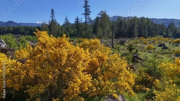 Obraz Bright yellow flowering bushes in a field with tree stumps and a forest backdrop on a sunny day