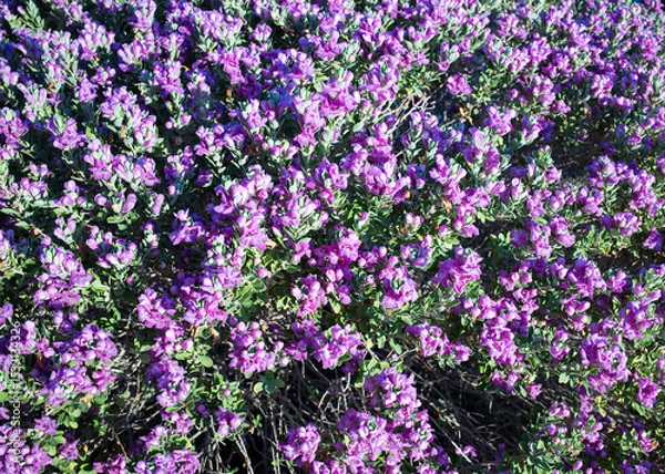 Fototapeta Bright pink blooms of Leucophyllum frutescens also known as Texas Sage or Texas Rangers Shrub in Arizona springtime, natural background