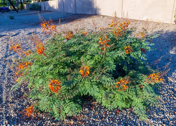 Fototapeta Xeriscaping with drought-tolerant Red Bird of Paradise or peacock flower (Caesalpinia pulcherrima) and agave in Phoenix, Arizona